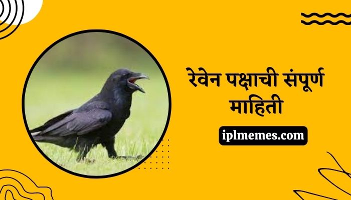 Raven Bird in Marathi
