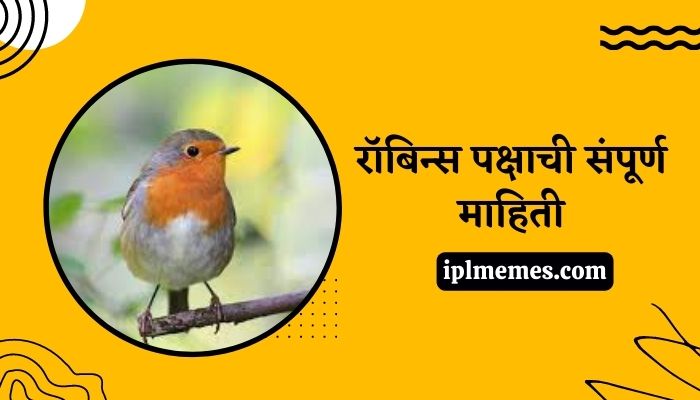 Robin Bird in Marathi