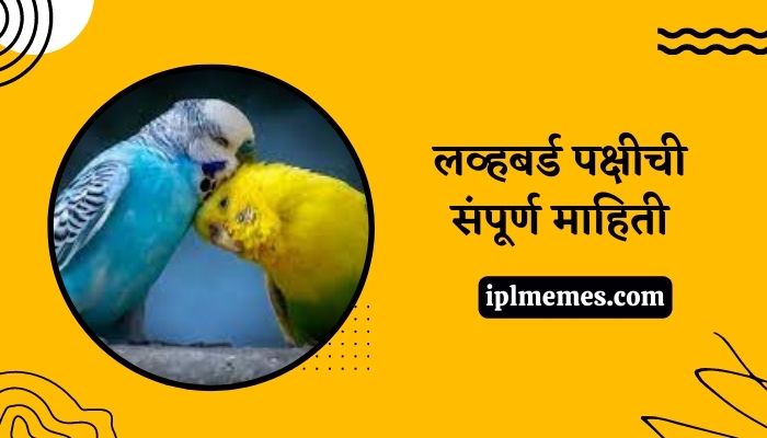 Love Bird in Marathi