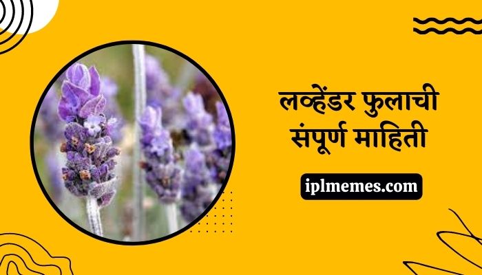 Lavender Flower in Marathi