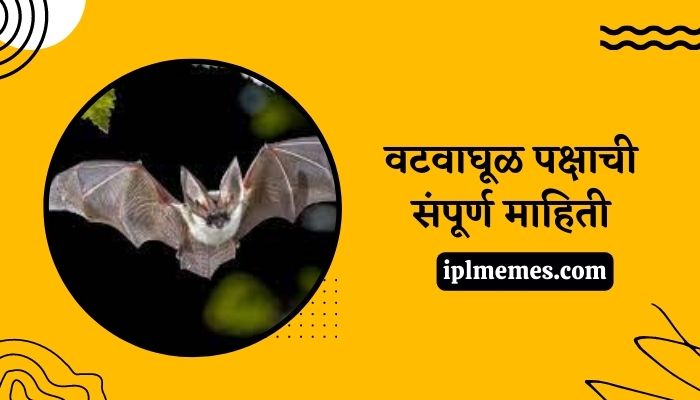 Bat Bird in Marathi