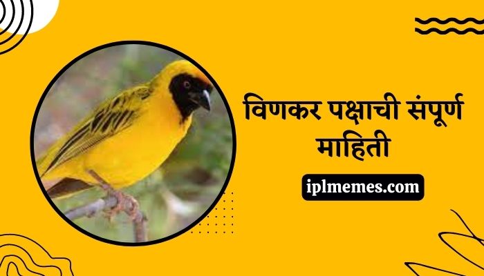 Weaver Bird in Marathi