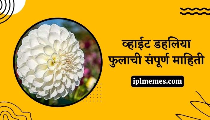 White Dahlia Flower Information in Marathi