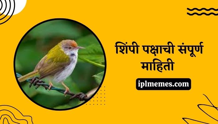 Tailor Bird in Marathi
