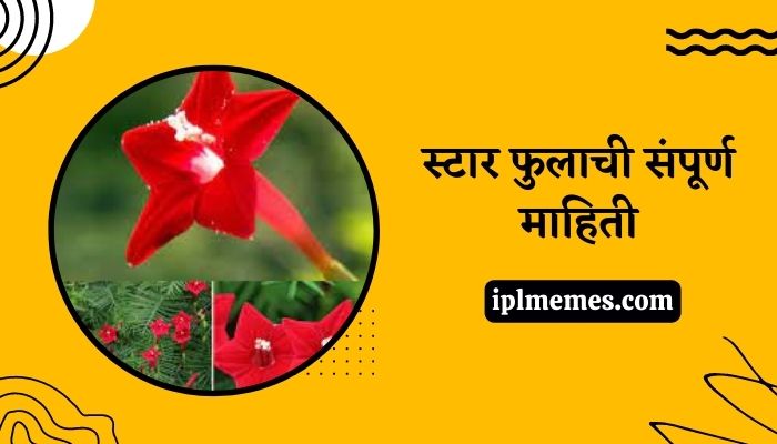 Star Flower Information in Marathi