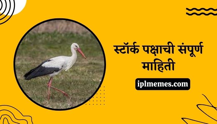 Stork Bird in Marathi