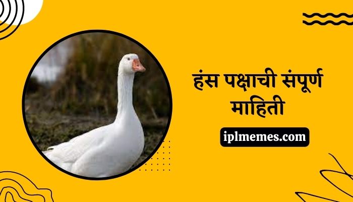 Goose Bird in Marathi