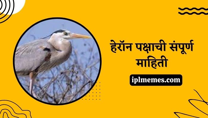 Heron Bird in Marathi