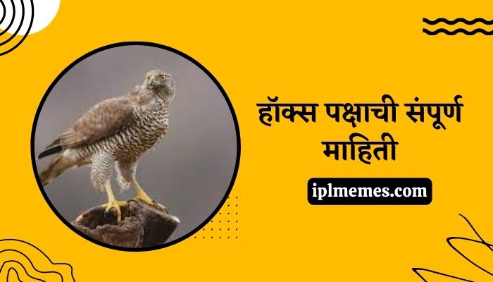 Hawk Bird in Marathi