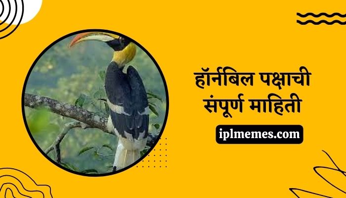 Hornbill Bird in Marathi