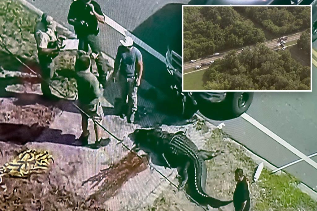 14-foot alligator caught carrying lifeless human body down Florida canal