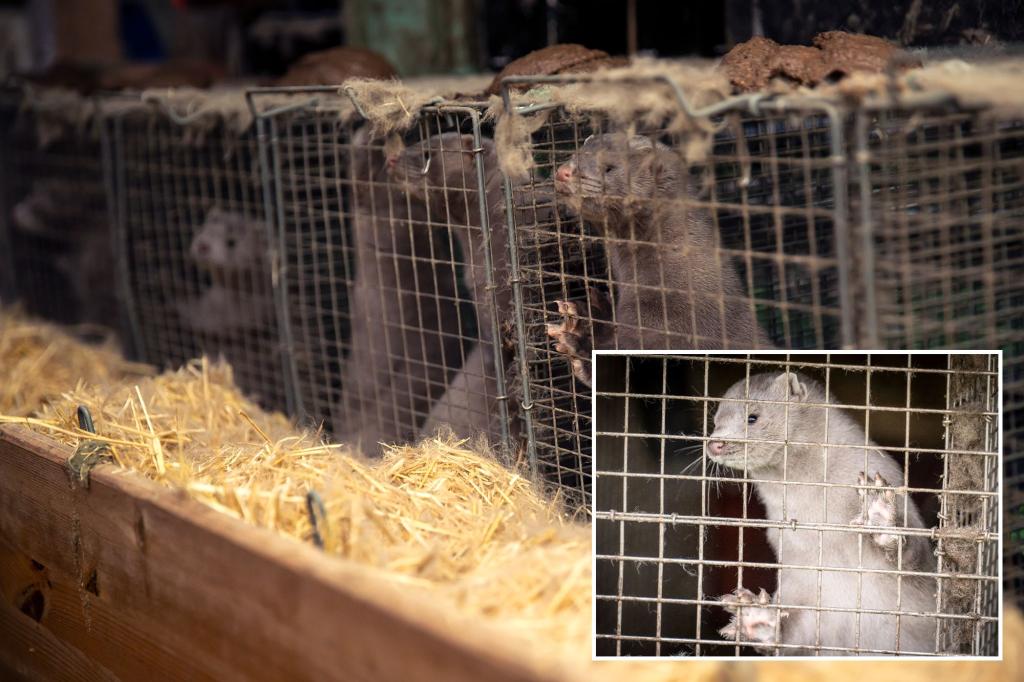 8,000 mink on the loose after vandal frees them from Pennsylvania fur farm