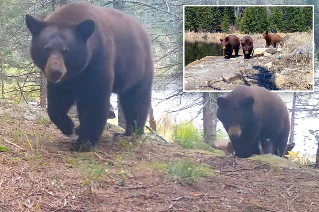 Adorable video shows mama bear teaching cubs to rip down trail cameras