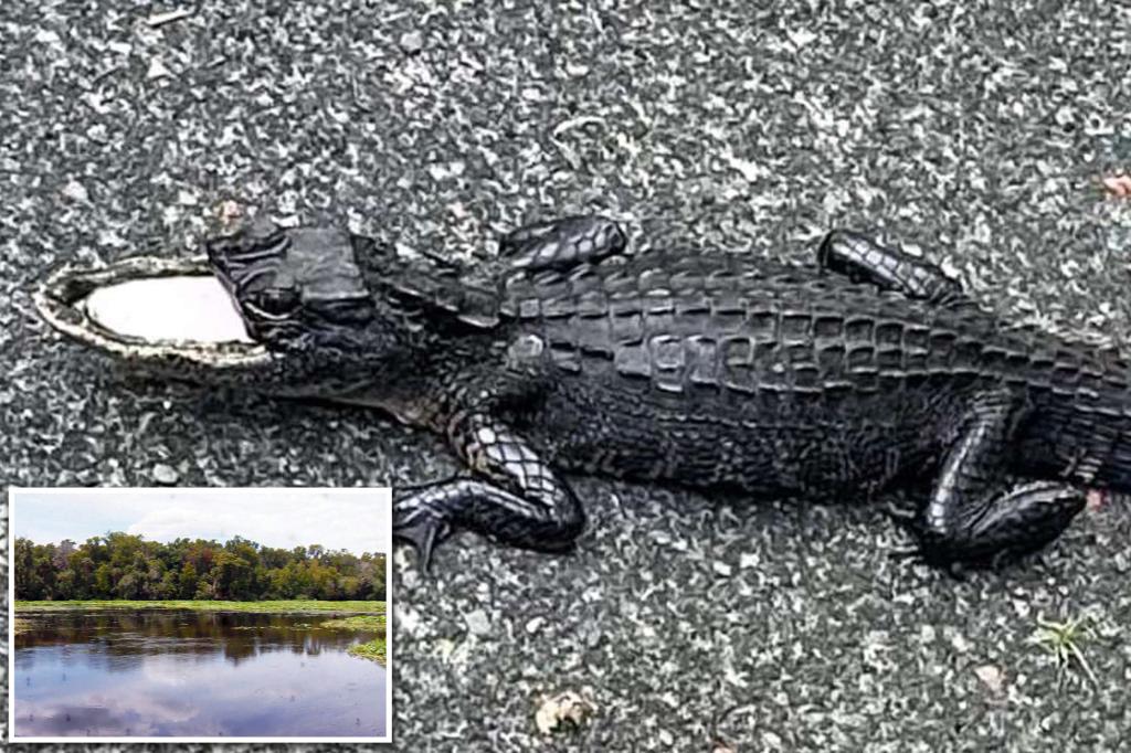 Alligator missing upper snout captured after terrorizing Florida park: ‘My brain couldn’t comprehend that’