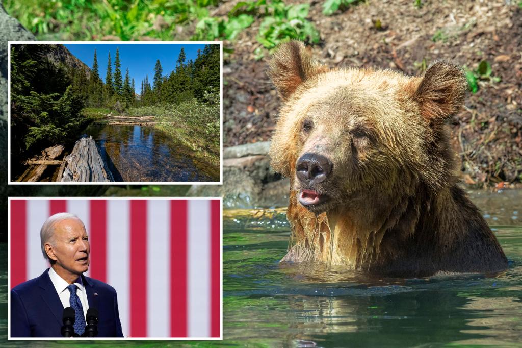 Biden admin moves to unleash grizzly bears near rural community