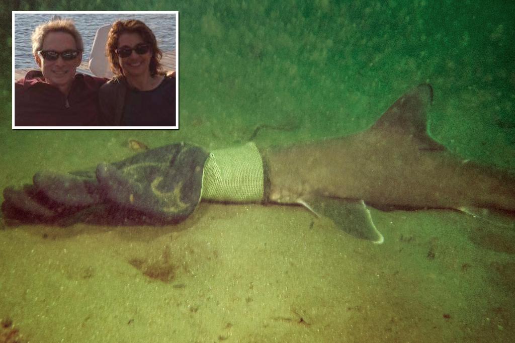Connecticut couple rescues baby shark they found stuck in a work glove at the bottom of the ocean