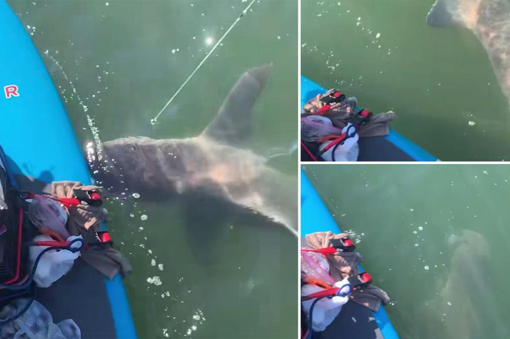 Connecticut man hooks 8-foot shark while paddle boarding in Long Island Sound