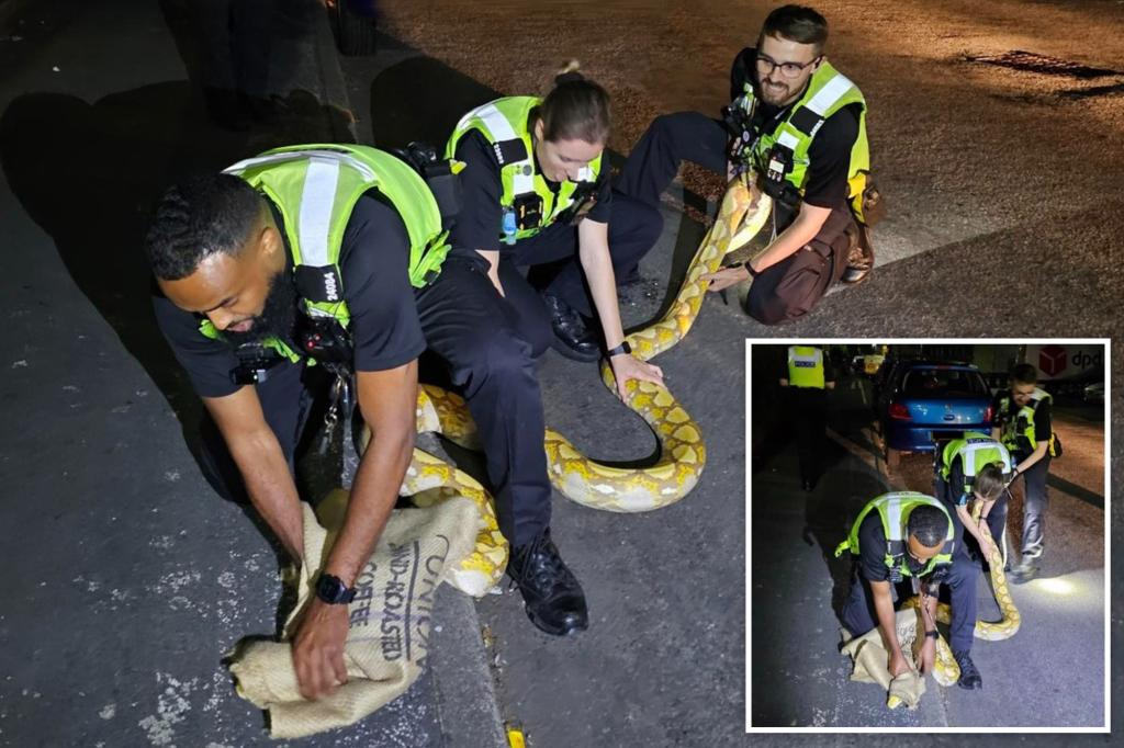 Cops corral 12-foot python let loose in streets of England