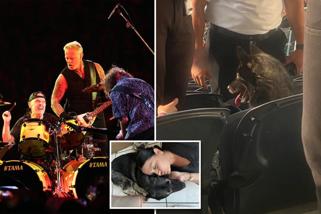 Dog leaves home, scores a seat at Metallica concert: ‘She is apparently a huge fan’