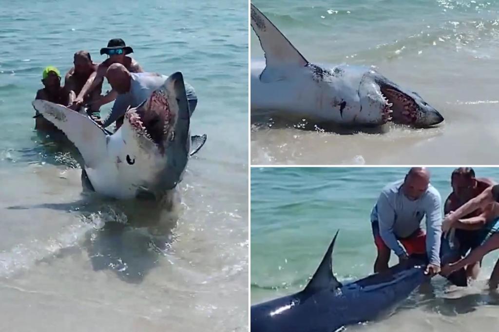 Dramatic video shows massive shark rescued after becoming stranded on Florida beach