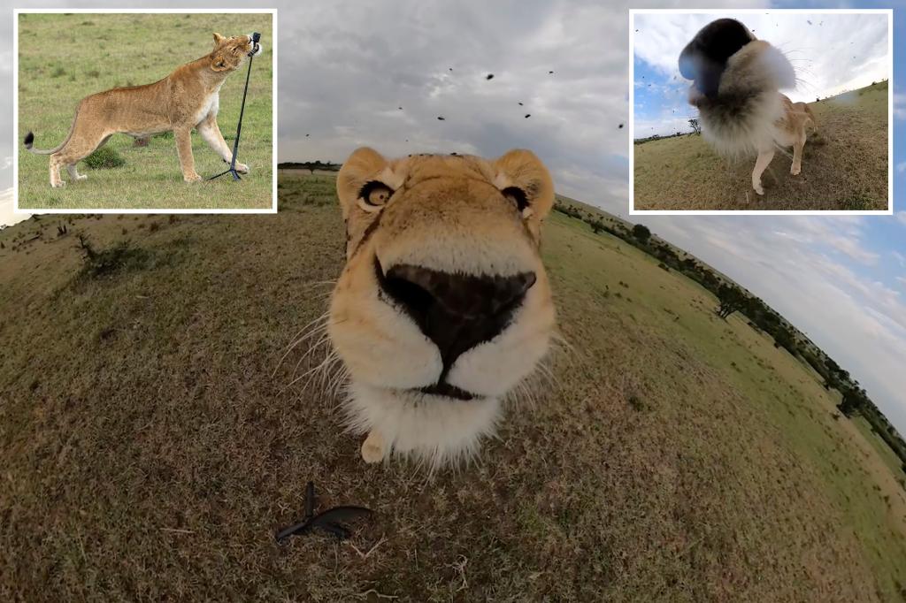 Feline herself! Lioness grabs GoPro camera and shoots wild selfie video in Kenya