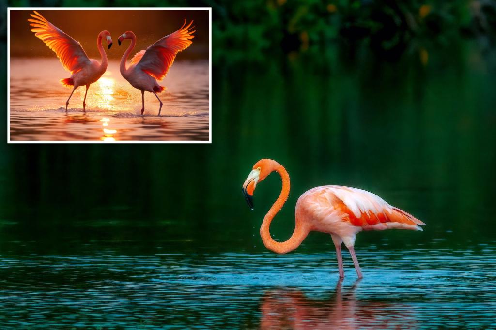 Flamingos back in force in Florida for first time in 100 years with the help of Hurricane Idalia’s winds