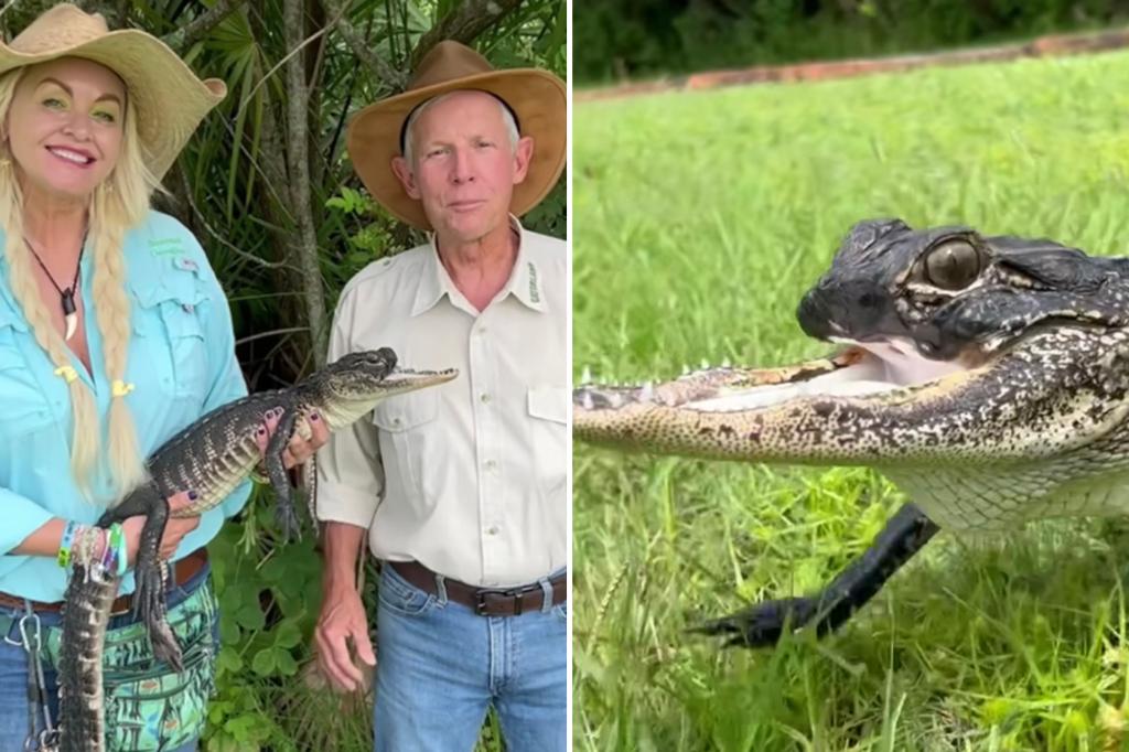 Florida gator missing upper jaw gets fitting name inspired by hit song