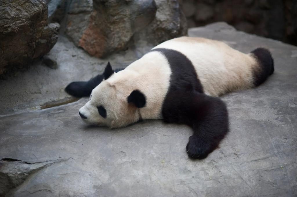 Giant pandas in captivity may be suffering from ‘jet lag’: study