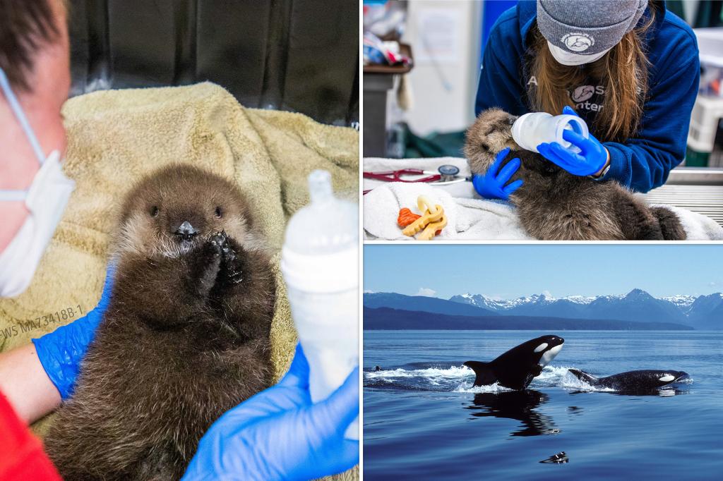 Hours-old otter orphaned after surviving attack by killer whales, gutwrenching video shows