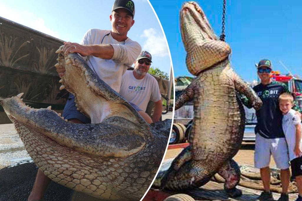 Hunters bag 920-pound ‘dinosaur’ alligator: ‘I thought I was going to die’