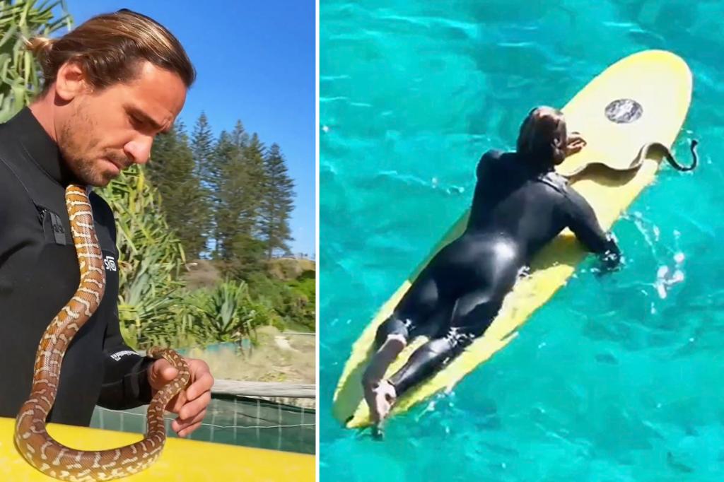 Man with surfing pet python gets $1,500 fine after going viral