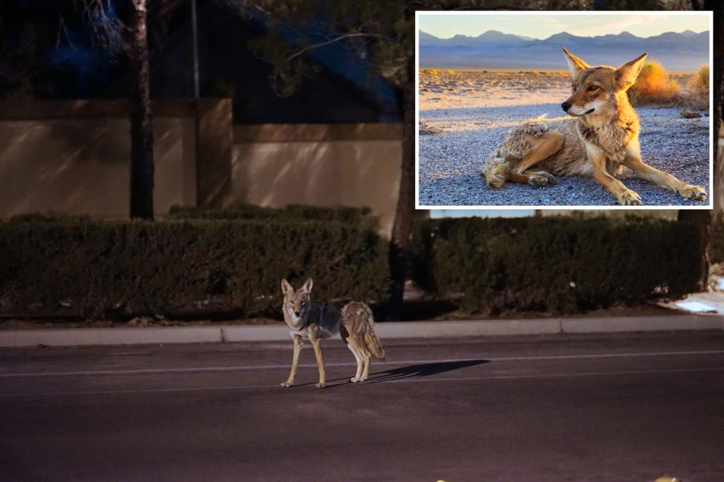 Massachusetts cities, towns warn dog walkers to be careful after pet snatchings by coyotes