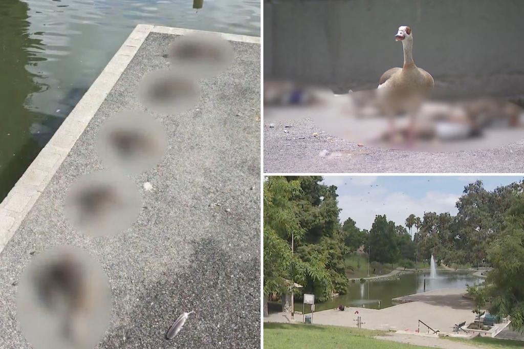 Mystery as dozens of sick, dead ducks wash ashore at Los Angeles park