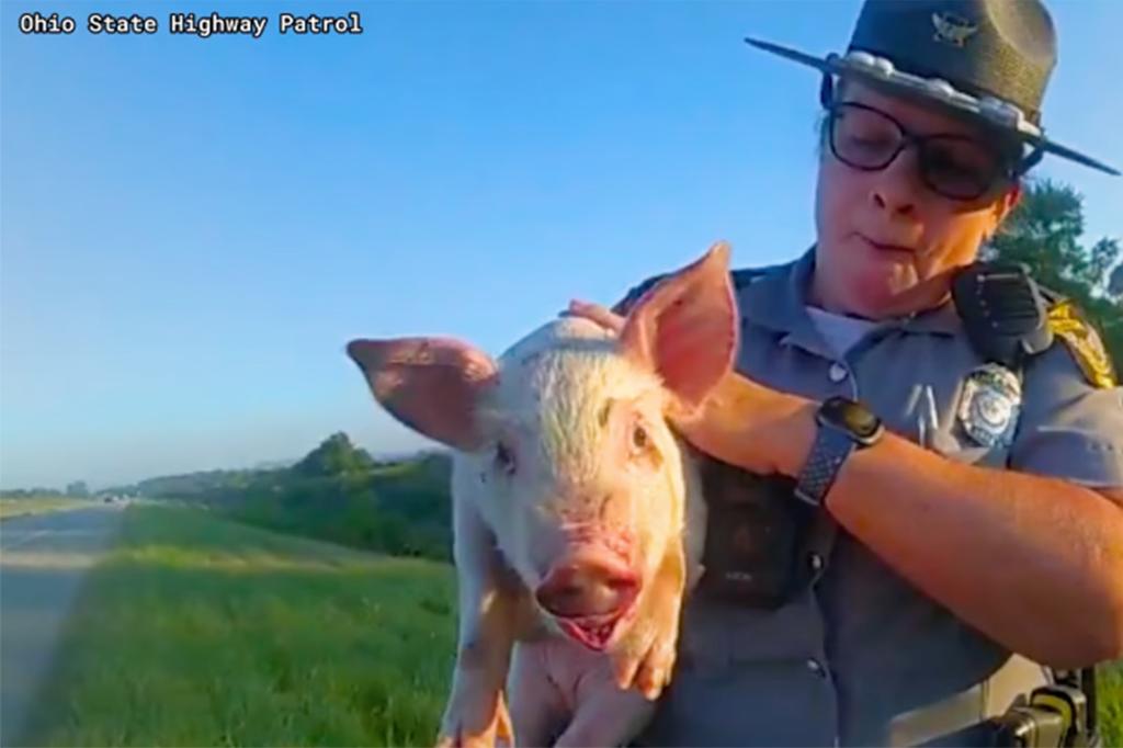 Ohio troopers rescue piglet named Pearl Pancetta who escaped transport truck headed to slaughter, video shows