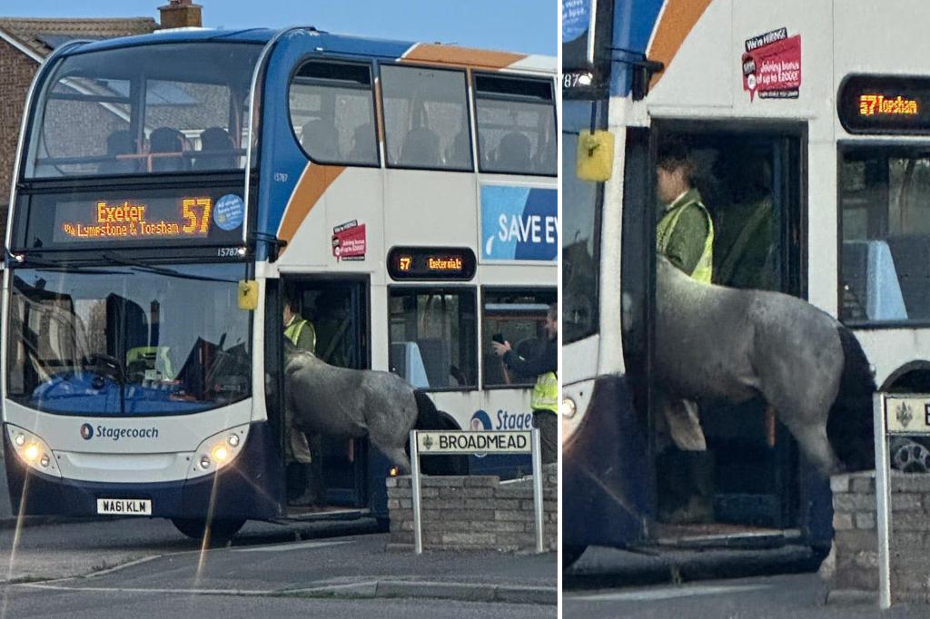 Pony express: Hilarious photos show horse trying to board bus