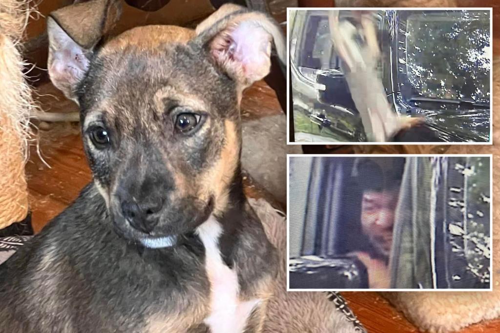 Puppy rescued after man hurls pet out car window near North Carolina animal shelter