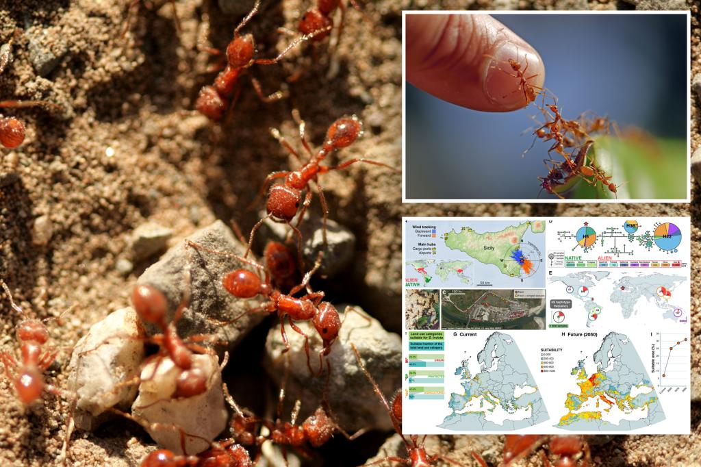 Red fire ants, one of world’s most invasive species, storms Europe: ‘We knew this day would come’