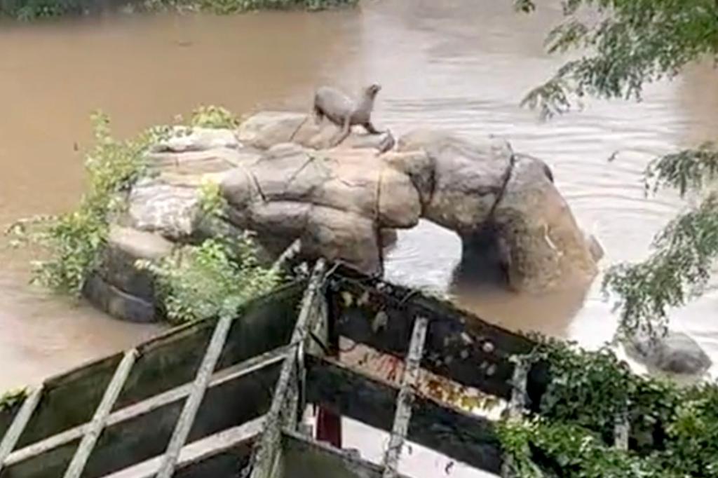 Sea lion escapes Central Park Zoo enclosure in floodwaters as rain batters NYC