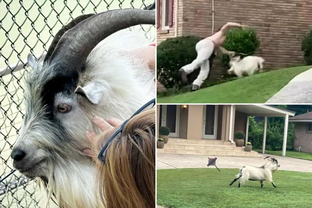 Shirtless Alabama man attempts to tackle notorious loose goat in hilarious video