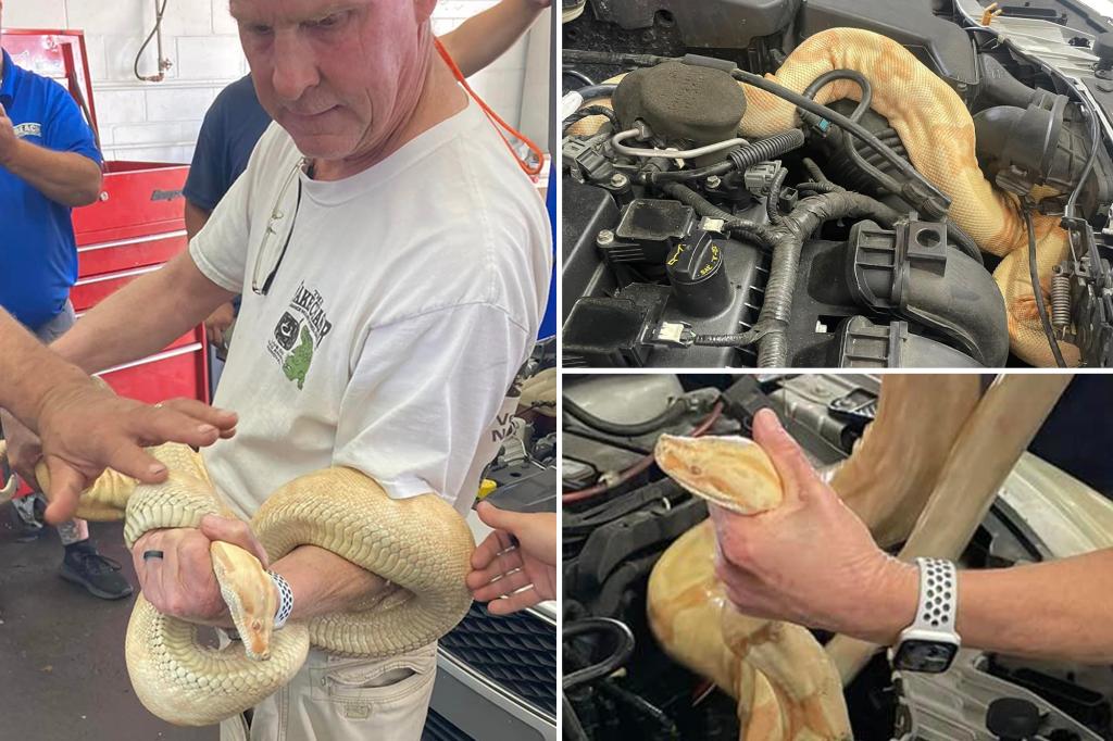 Shocking moment Florida mechanics pull 8-foot-long boa constrictor from car engine