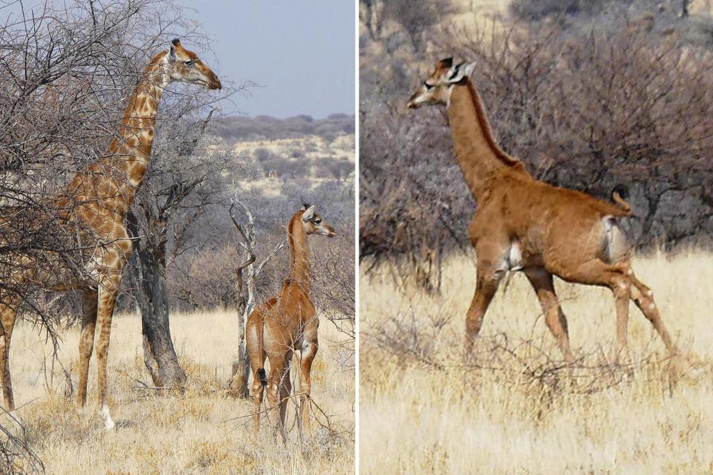 Spotless giraffe spotted in Nambia believed to be only the world’s second