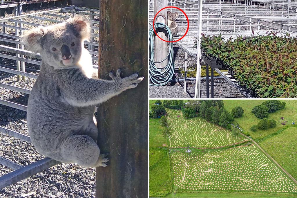 Un-bear-able! Naughty koala eats thousands of seedlings bound for wildlife park