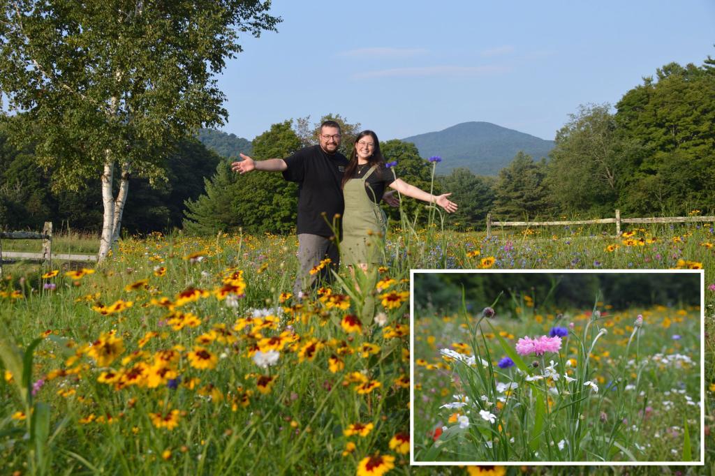 Vermont couple’s 5-acre lawn turns into tourist attraction after they grew wildflower meadow to avoid mowing