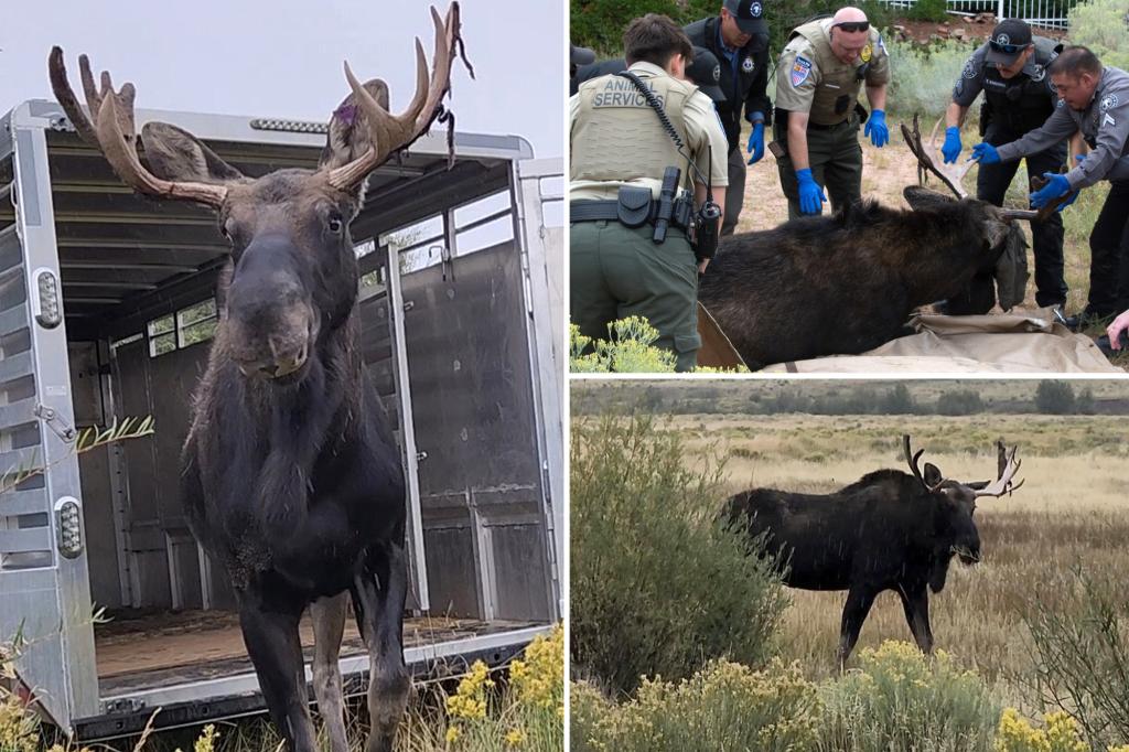 Wandering bull moose captured in downtown Santa Fe, moved to habitat in northern New Mexico