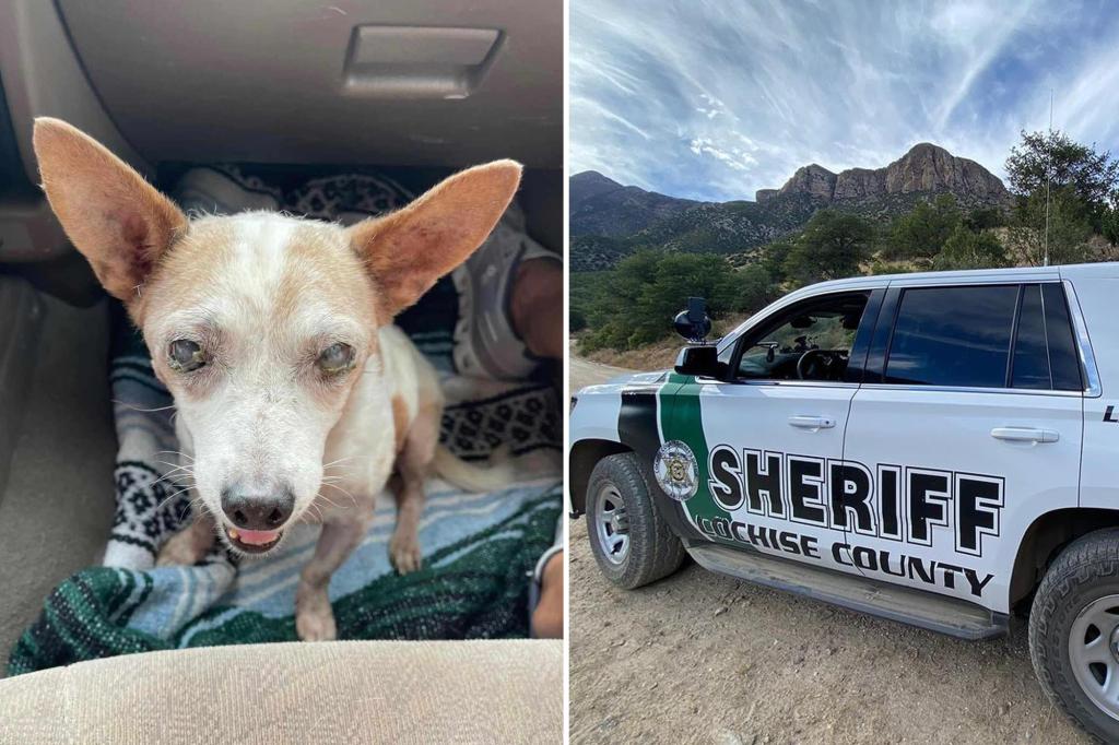 Woman arrested for leaving blind, old dog on side of Arizona highway