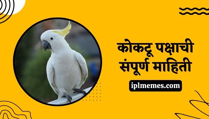 Cockatoo Bird Information in Marathi