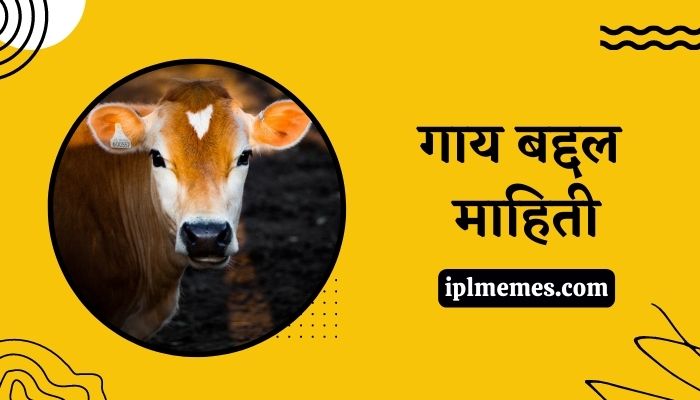 Cow information in Marathi