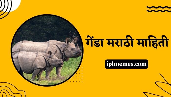 Rhinoceros Information in Marathi