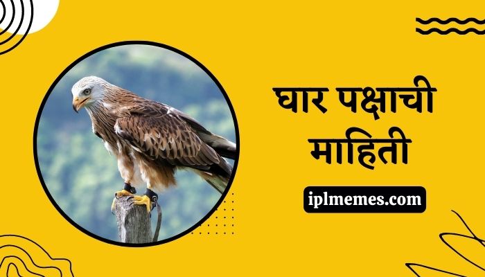 Kite Bird Information in Marathi