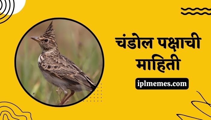 Chandol Bird Information in Marathi